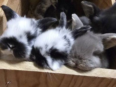 EASTER BUNNIES Holland lop babies available 4/3