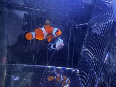 Clown Fish