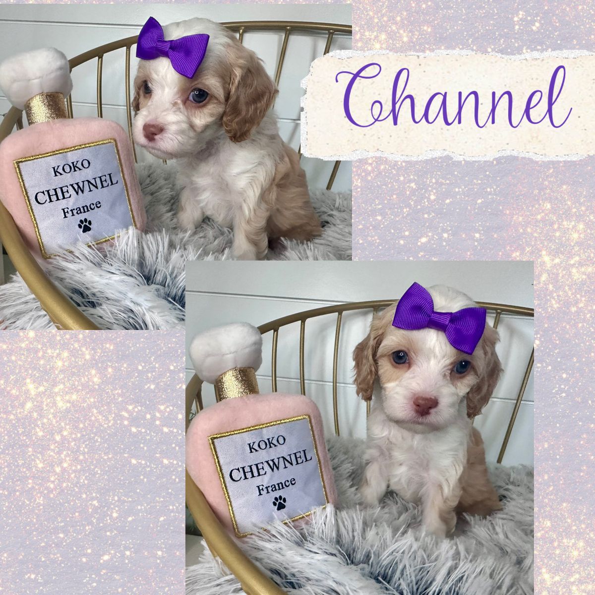 Australian Cavapoo puppies