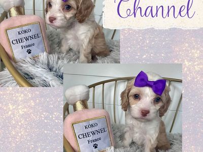 Australian Cavapoo puppies
