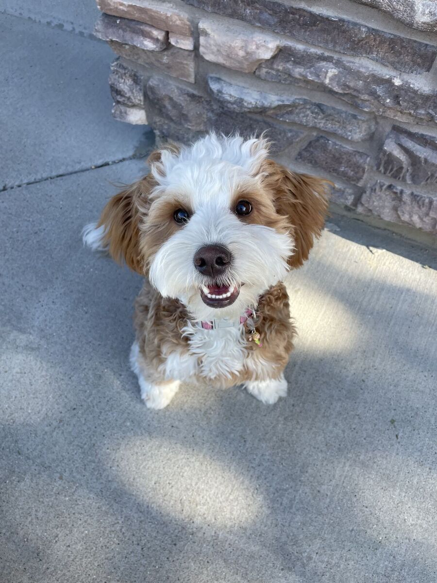 Cuddly Mini Multigenerational Bernedoodle