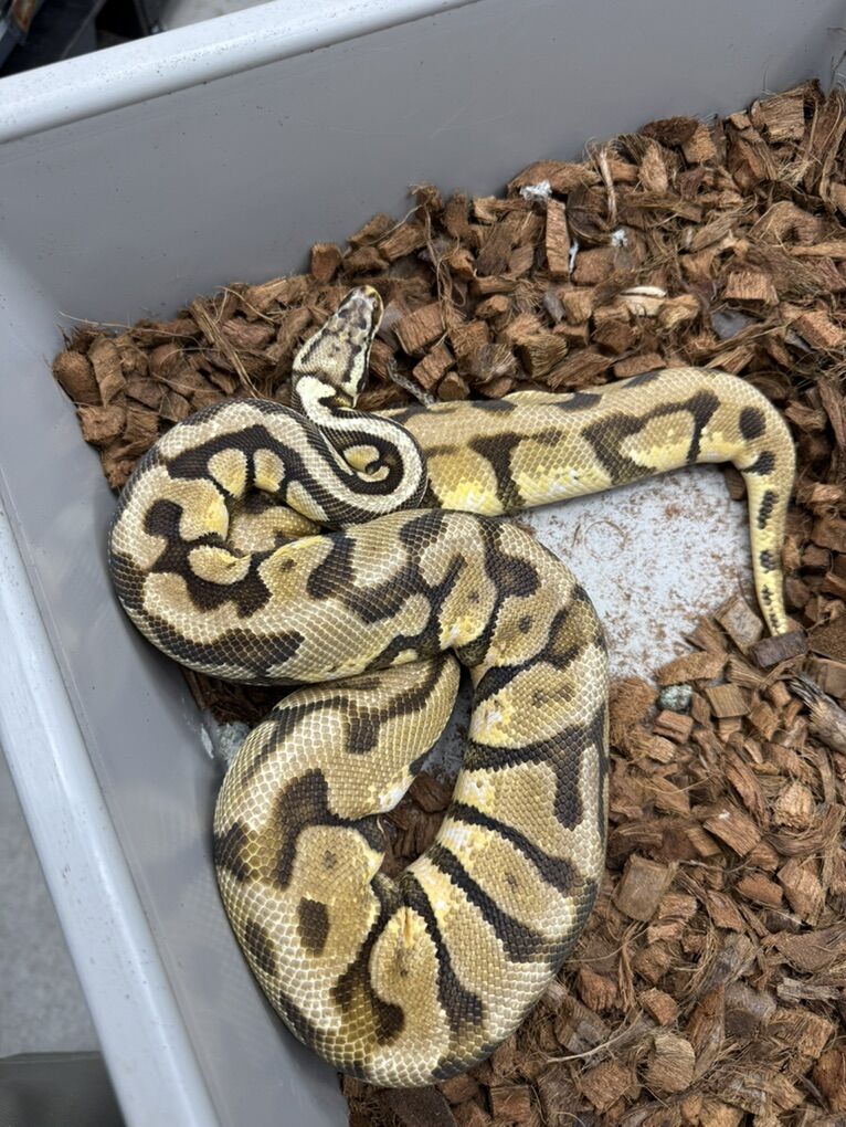 Proven Breeder Enchi Spotnose Pastel 50% Het VPI