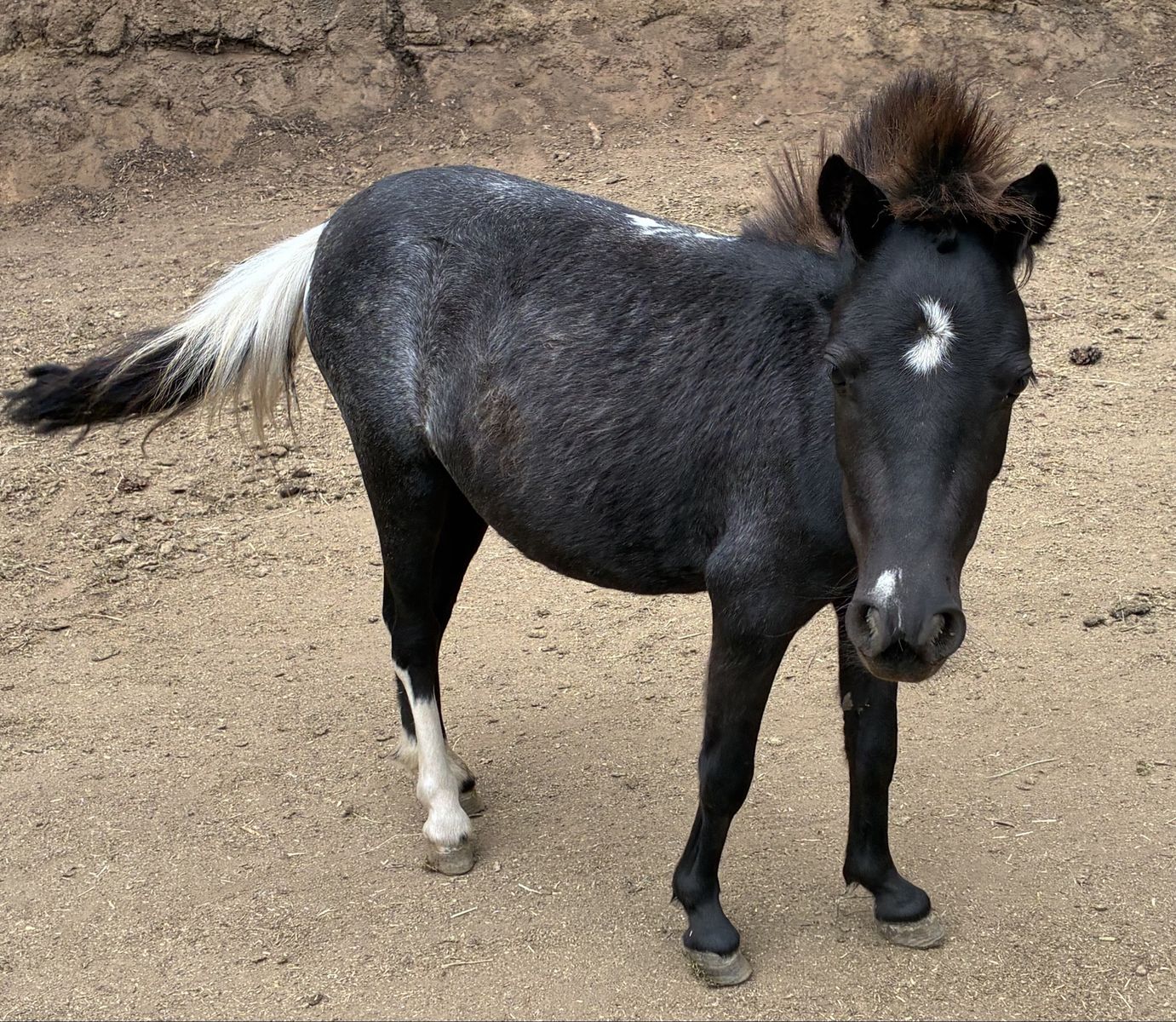 Black Varnish Roan Mini Pony