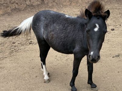 Black Varnish Roan Mini Pony