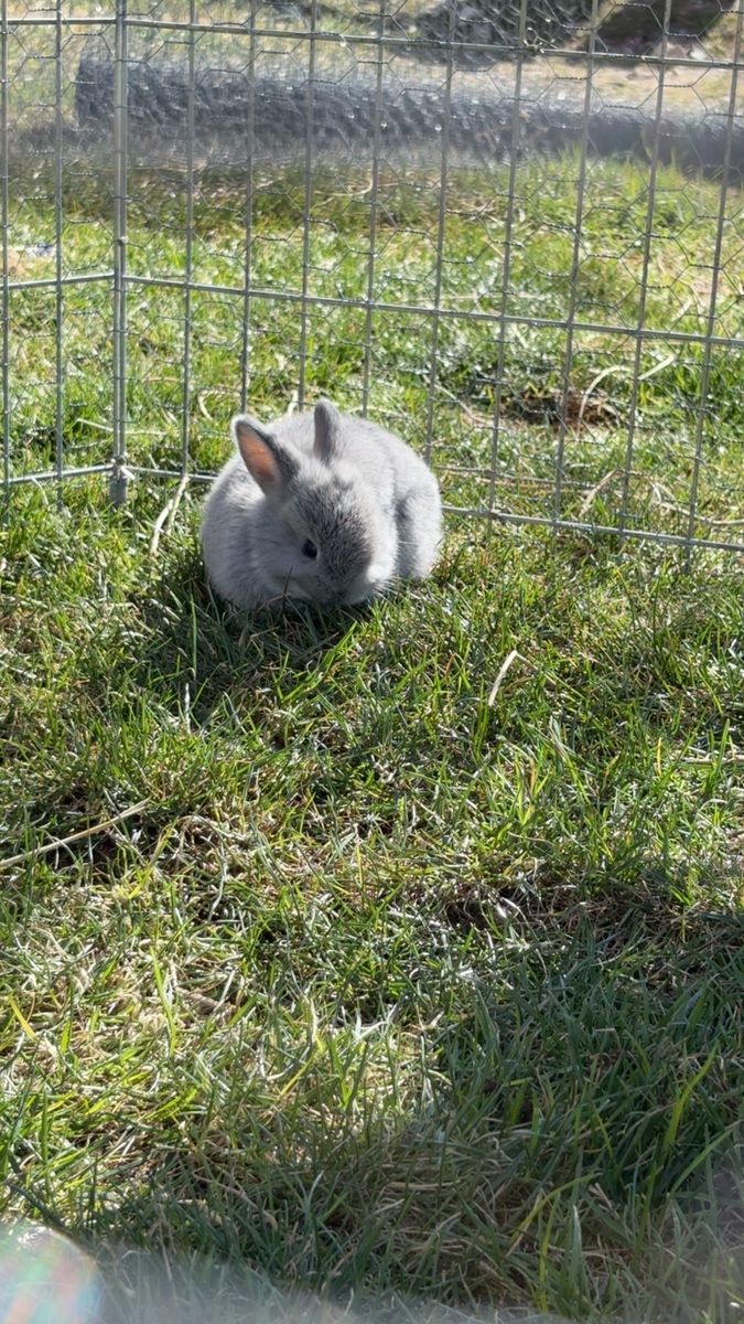 Pedigreed Pure Holland lop buck!