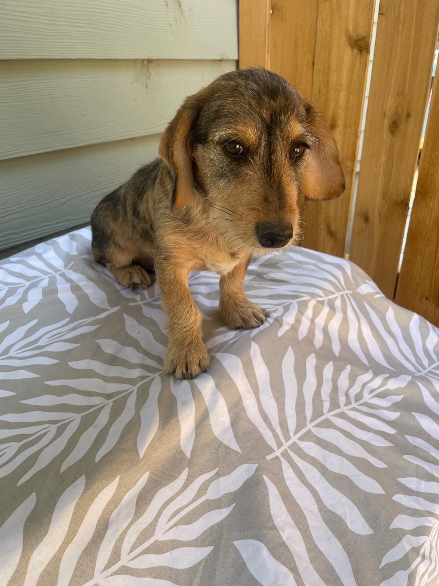 Last 2 schnauzer mix puppies 
