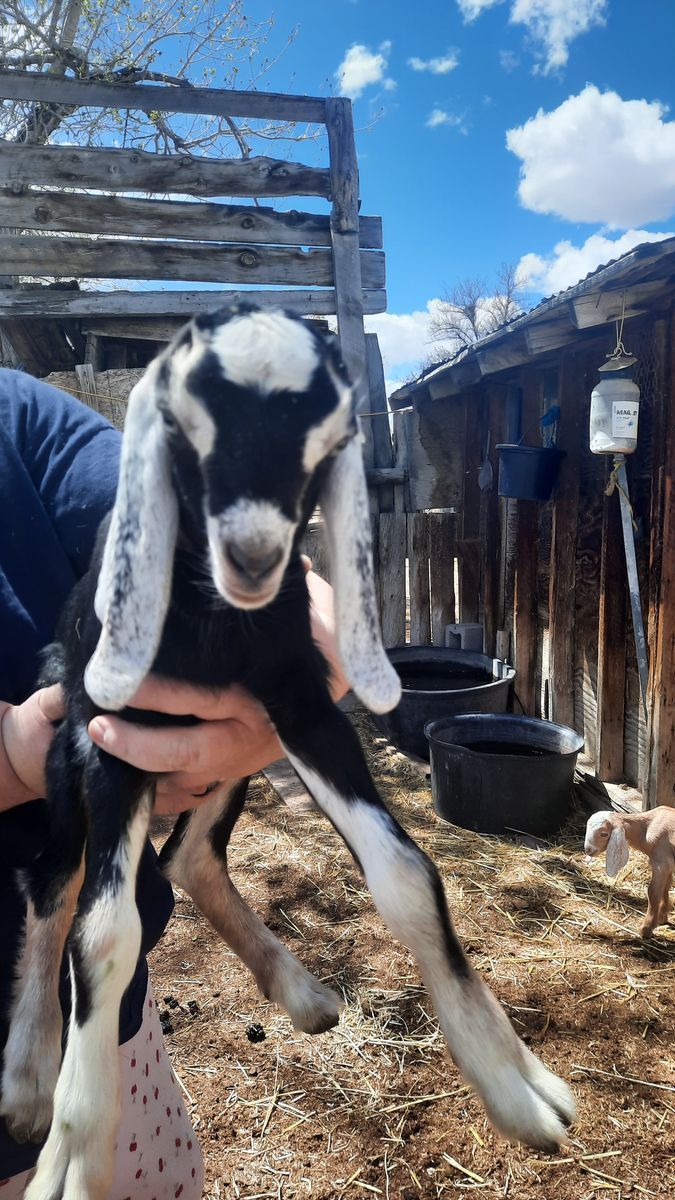 Reg. AMER. NUBIAN Doeling