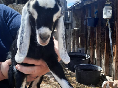 Reg. AMER. NUBIAN Doeling