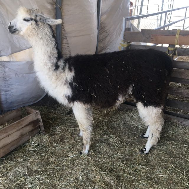 Llamas for sale/rent