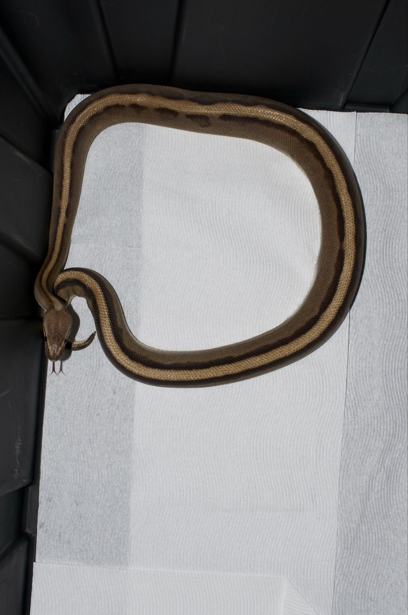 Main image 2