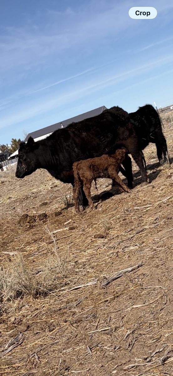 Angus/charolais Cow calf Pair