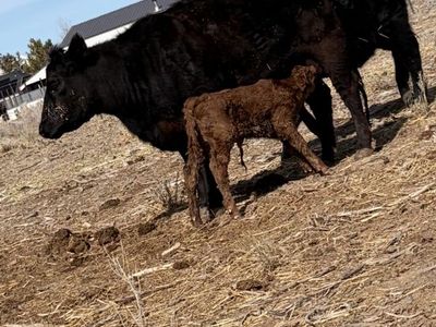 Angus/charolais Cow calf Pair