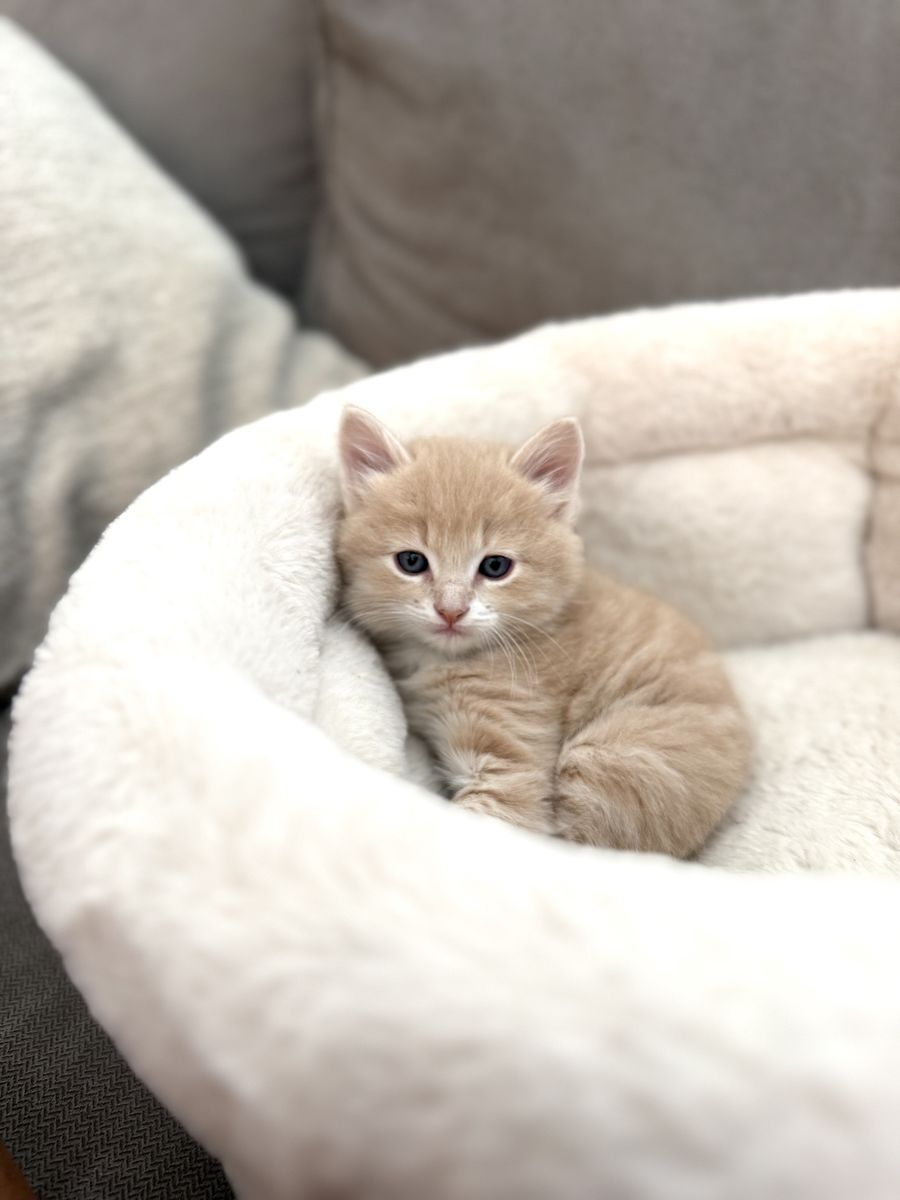 Kitten