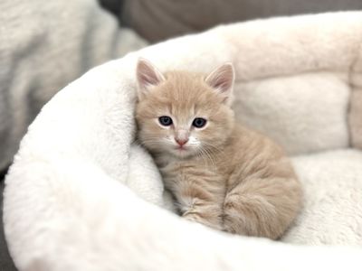 Kitten