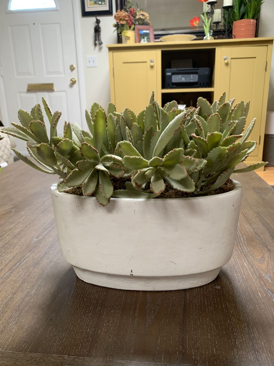 Heavy Artificial Succulent Plant