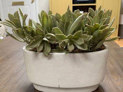 Heavy Artificial Succulent Plant