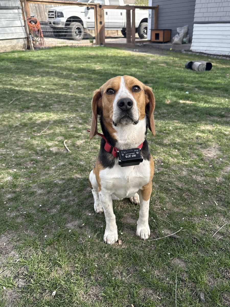 1 Year Old Male Beagle