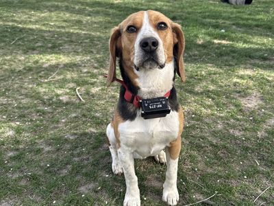 1 Year Old Male Beagle