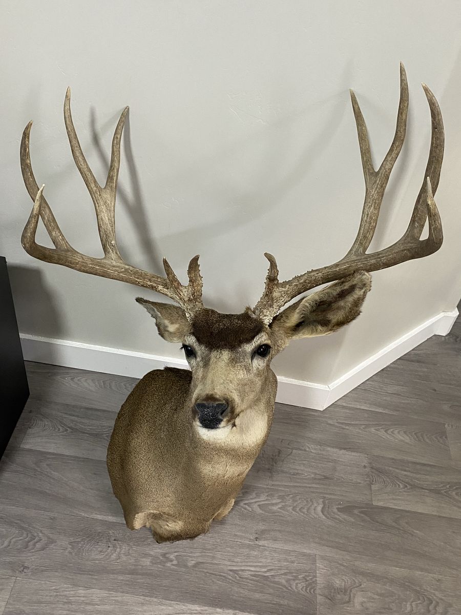 196 4/8” Utah Mule Deer Shoulder Mount!