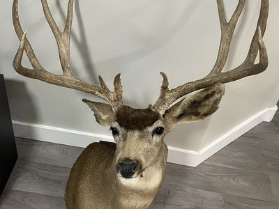 196 4/8” Utah Mule Deer Shoulder Mount!