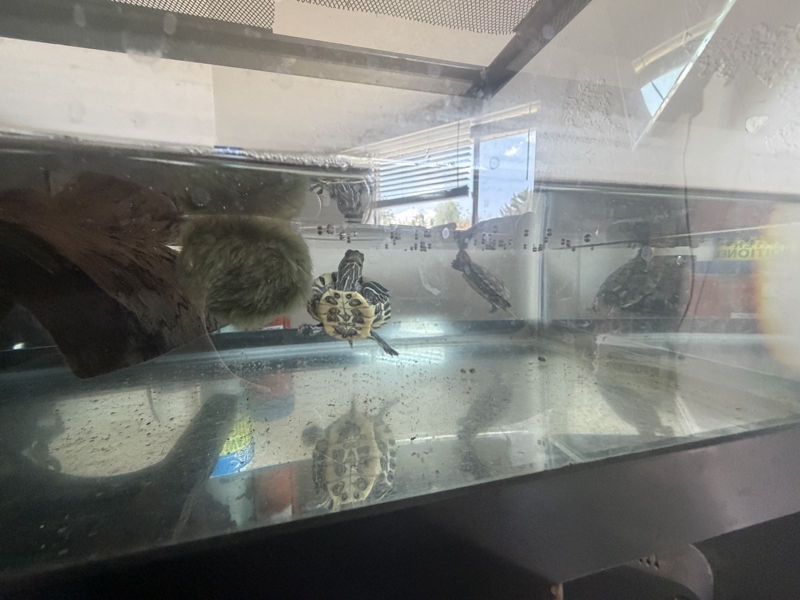 Two turtles and tank BEST OFFER