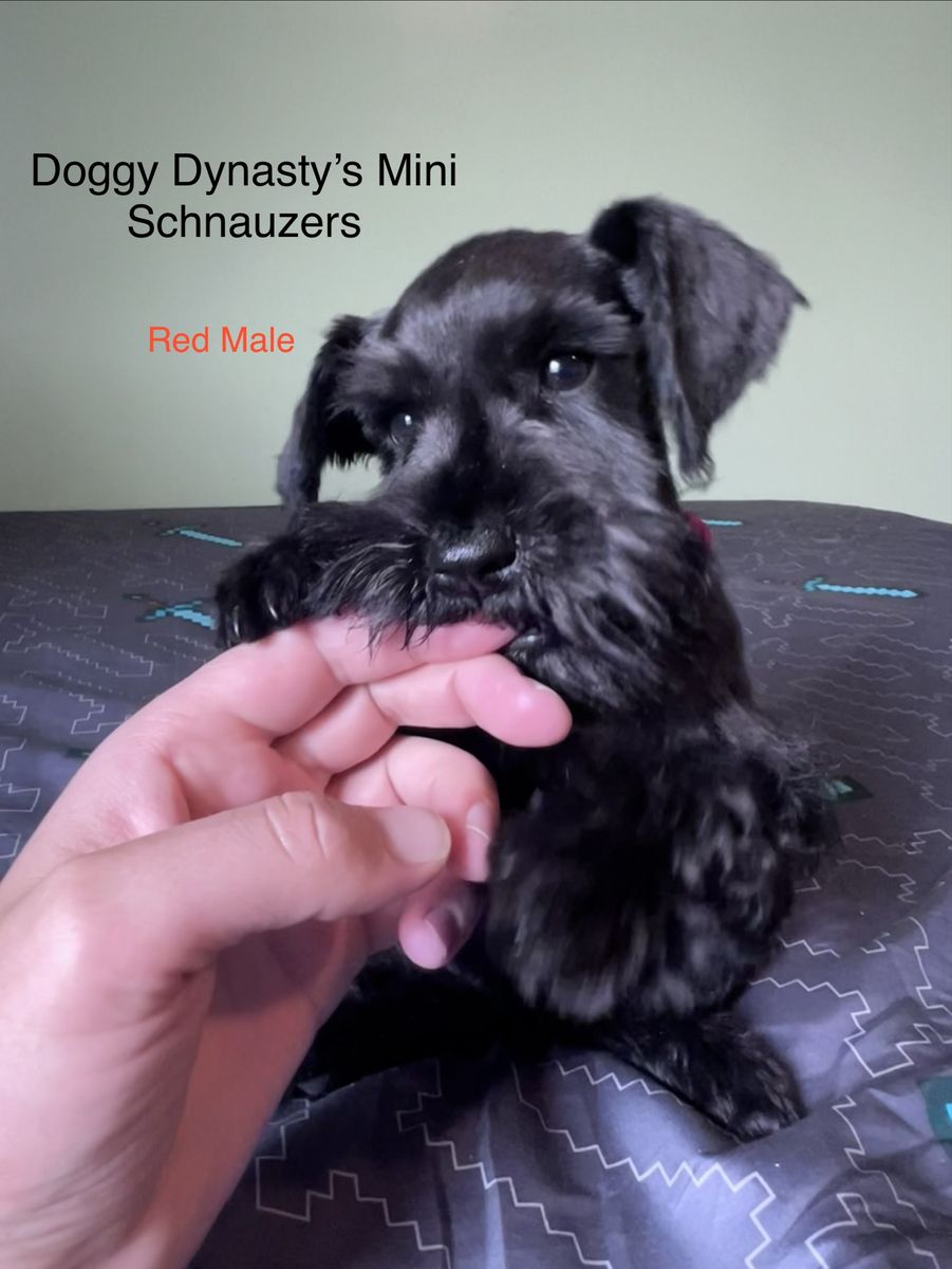 Mini Schnauzer Puppies