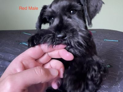 Mini Schnauzer Puppies