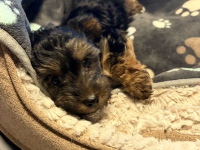 Yorkie Boy