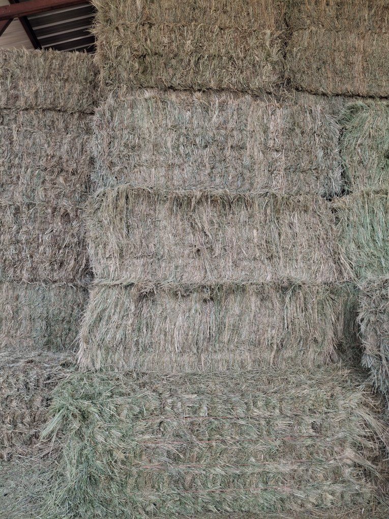 1st crop grass