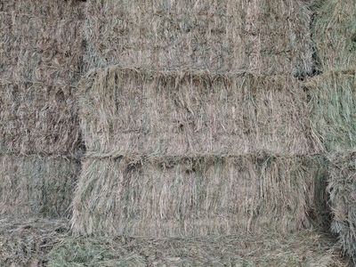 1st crop grass