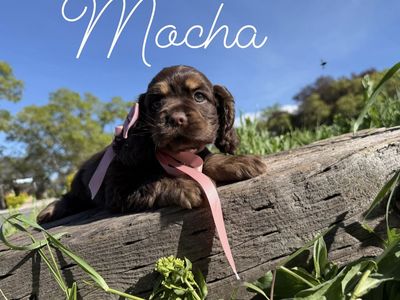 AKC cocker spaniel puppy -Champion lines