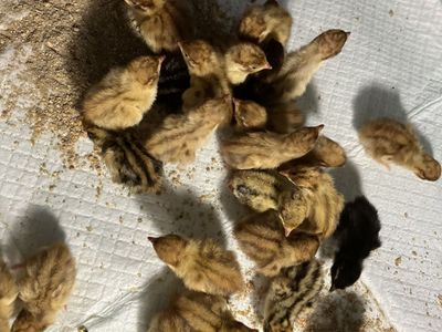 Coturnix Quail Chicks