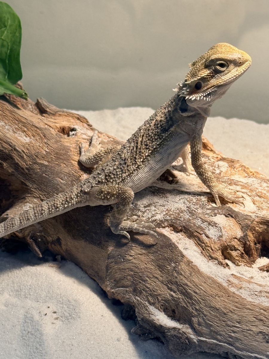 Young bearded dragon  + everything needed