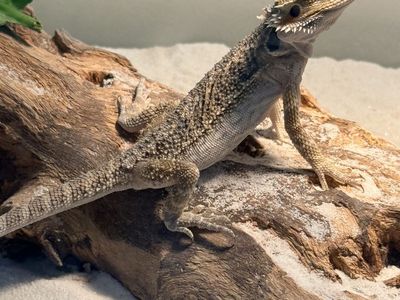 Young bearded dragon + everything needed