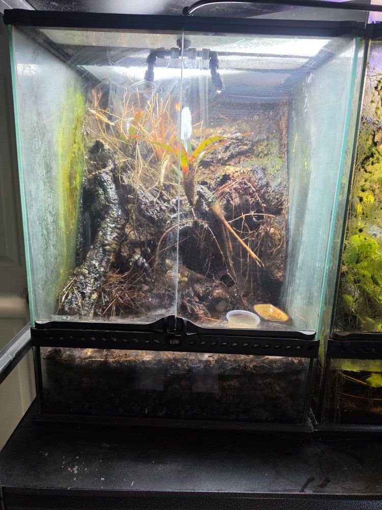 Breeding group of mourning geckos with exoterra
