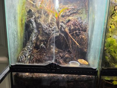 Breeding group of mourning geckos with exoterra