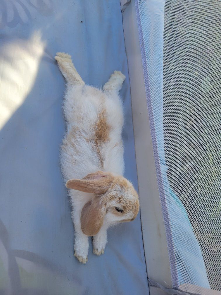 Adorable Fluffy Bunny Rabbits - Various Colors. boys and girls. all 6 weeks and weened.