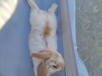 Adorable Fluffy Bunny Rabbits - Various Colors. boys and girls. all 6 weeks and weened.