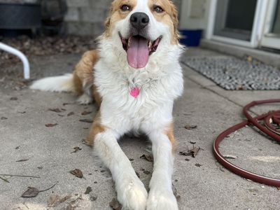 Great Pyrenees/Bernese Mtn Dog Mix