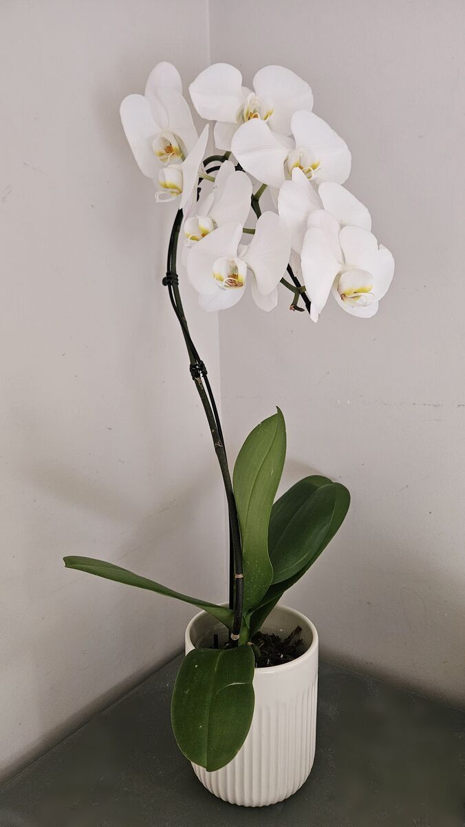 LIVE Orchid for Valentine's Day