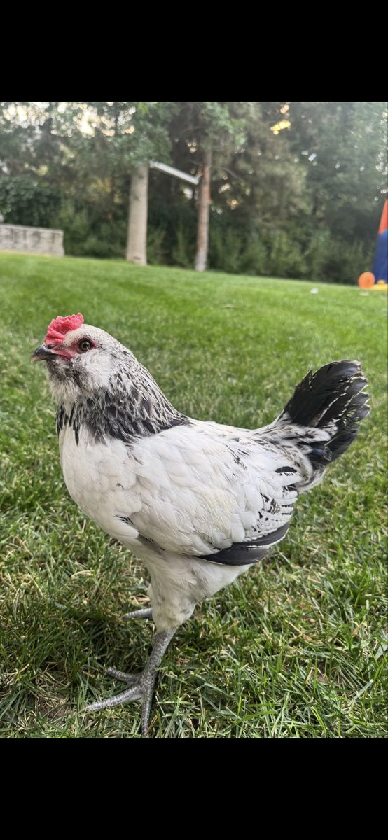 AMERICANA ROOSTER FREE AND OTHER ROOSTER