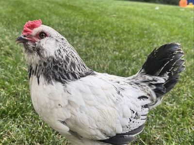AMERICANA ROOSTER FREE AND OTHER ROOSTER