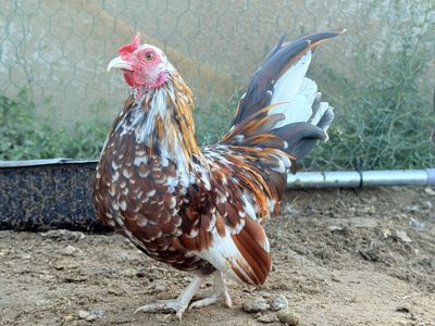 Millie Serama Rooster-NEW PRICE