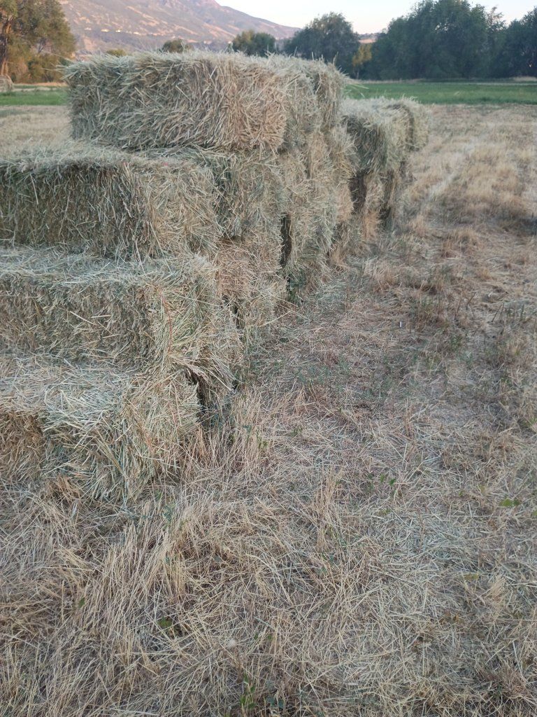 Freshly Baled Hay for Sale - Premium Quality Feed