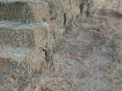 Freshly Baled Hay for Sale - Premium Quality Feed