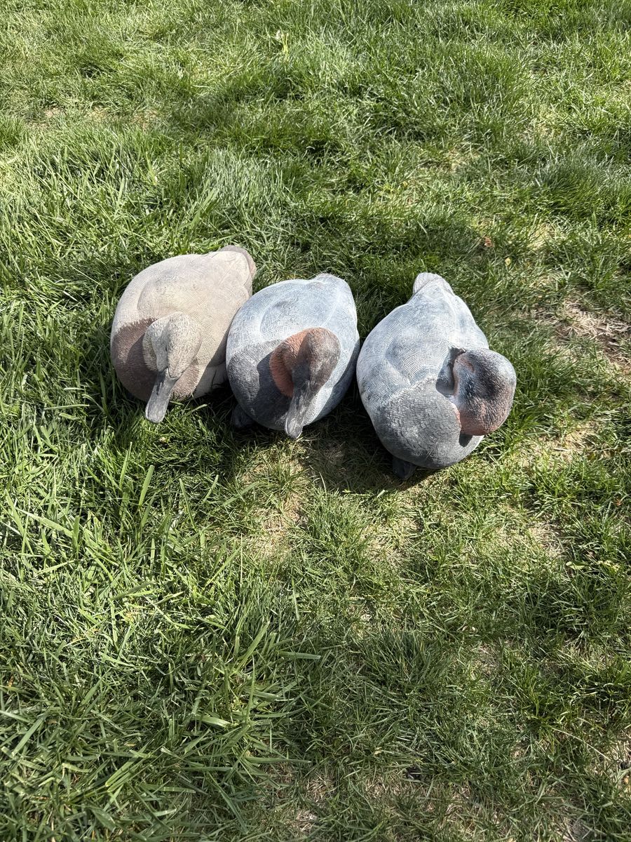 Avian X Canvasback Decoys