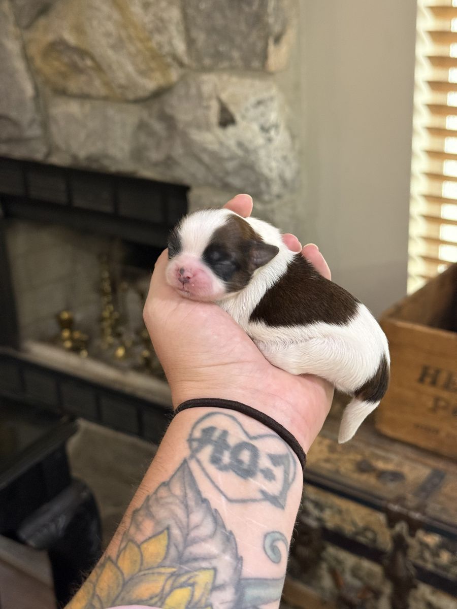 AKC Shih Tzu Puppies! Health Tested Parents