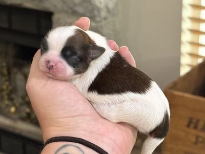 AKC Shih Tzu Puppies! Health Tested Parents