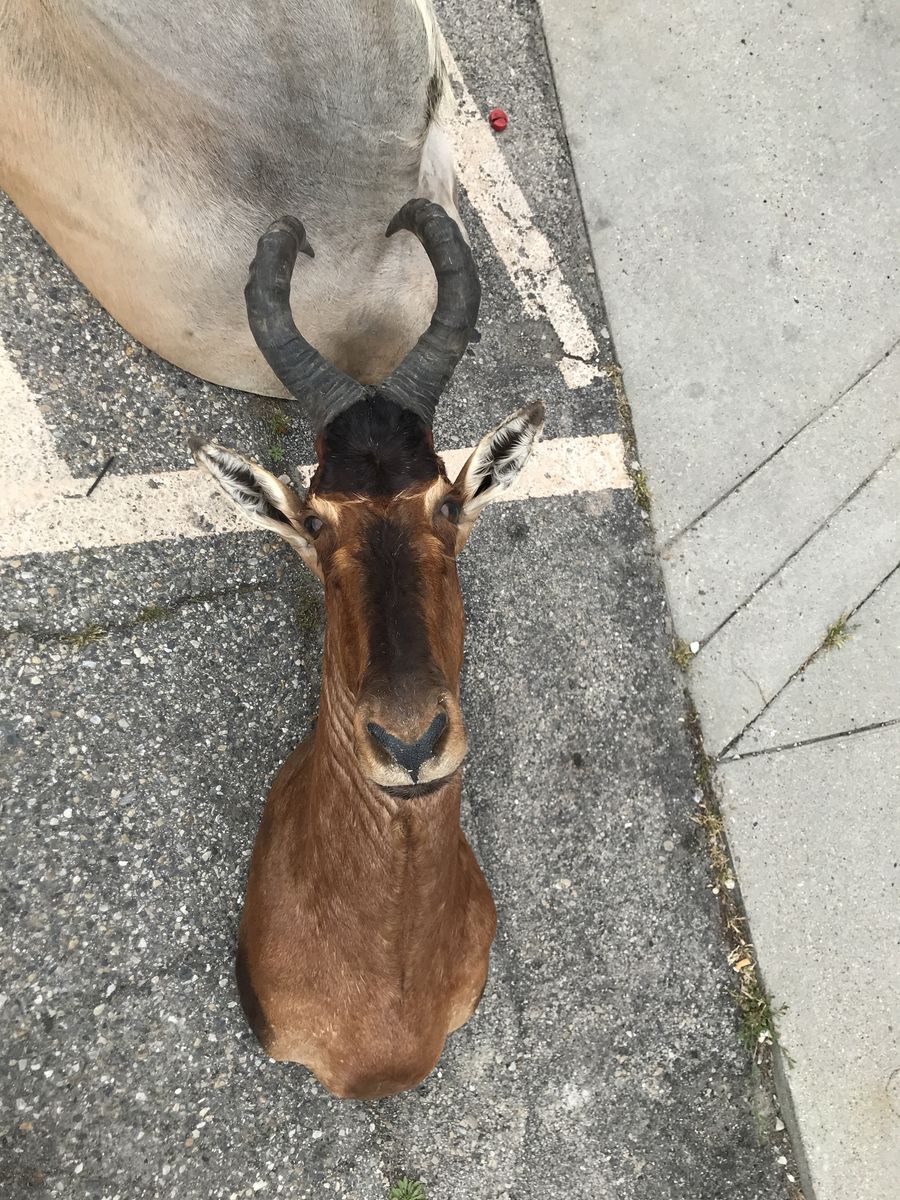 African Tsessebe  mount