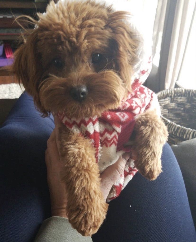 Intense F1 Cavapoo Stud - 9Lbs Toy Poodle/Cavalier